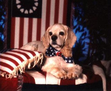 Patriotic Dog